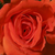 Rdeča - Grandiflora - floribunda vrtnice     - Prominent®